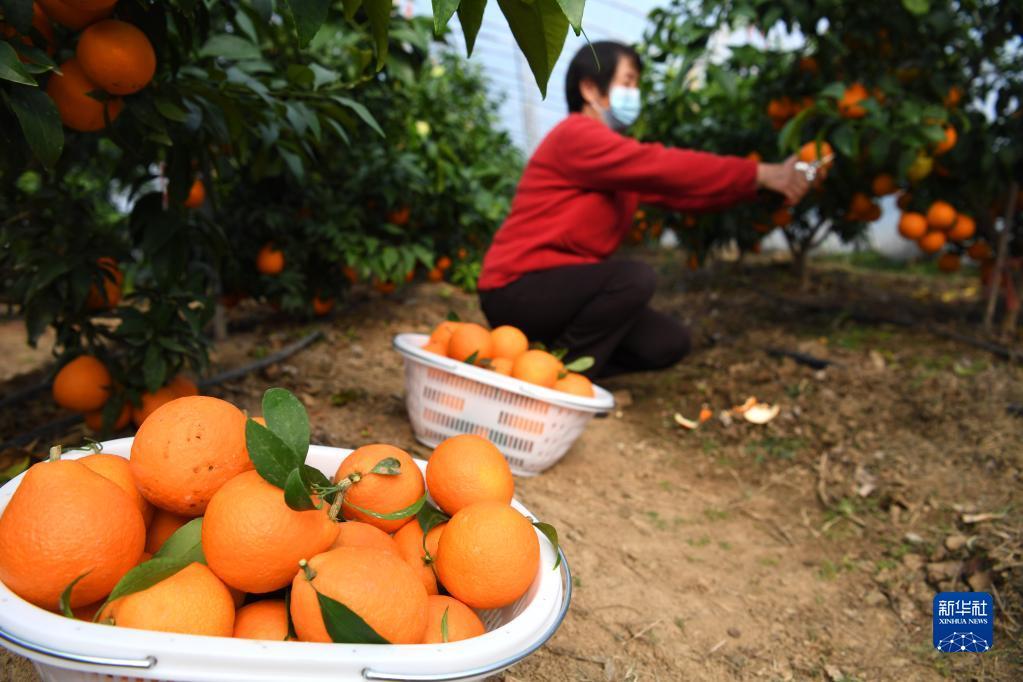 安徽柑橘苗新品種_南方十大好種的果樹苗