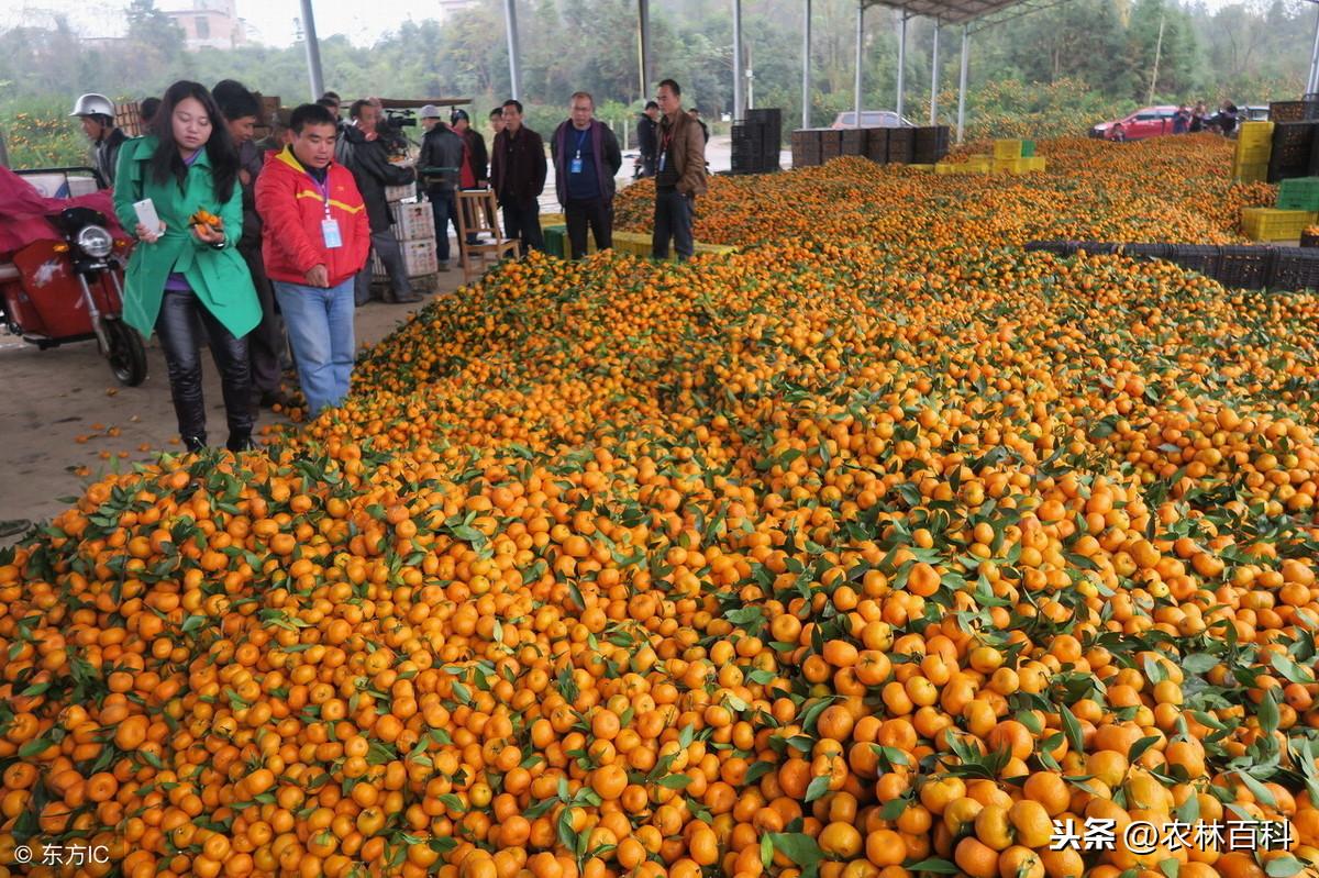 湖北哪里有新品種柑橘樹苗_我國(guó)哪里種植的柑橘更好吃