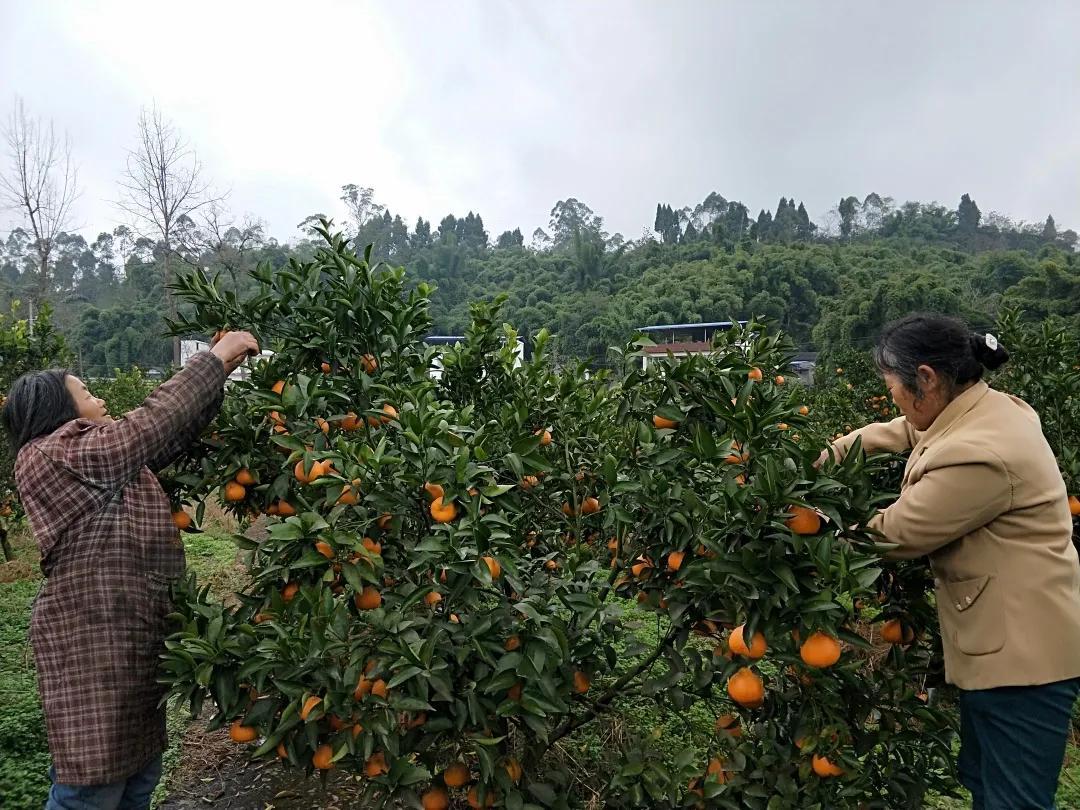 井研柑橘品種_樂(lè)山血橙采摘地點(diǎn)