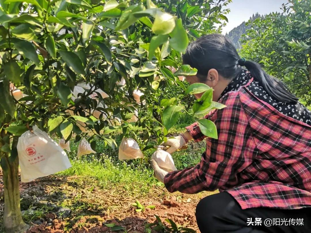 北京新品種柑橘樹(shù)苗基地_桔子水晶酒店是哪個(gè)集團(tuán)的