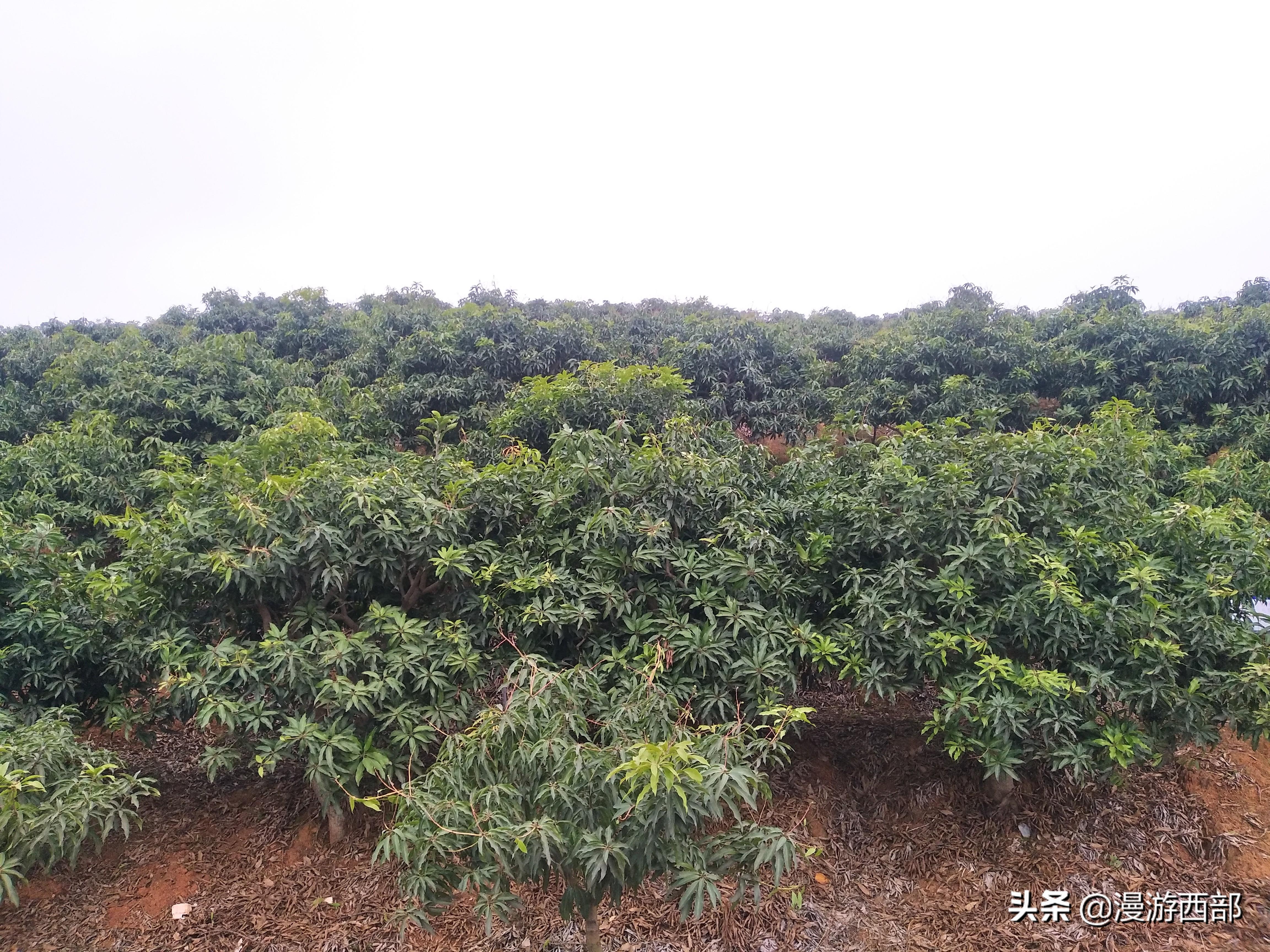 拉薩新品種柑橘樹苗批發(fā)_單車騎行最遠一天你騎了幾公里呢