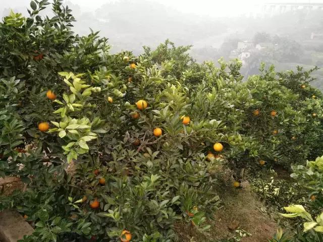 柑橘新品種大紅袍_果樹(shù)地里的草該若何處置更有益處